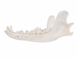 Coyote Full Lower Jaw Bone 