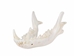 Coyote Full Lower Jaw Bone - 584-71 (Y3L)