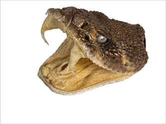 Real Rattlesnake Head: Open Mouth: Extra Large 