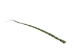 Sweetgrass Braid: 15" to 20" - 63-03-15 (Y3B)