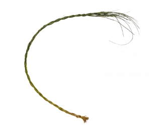 Sweetgrass Braid: 30"+ 