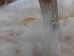 Icelandic Sheepskin: Creamy White: 120-130cm or 48" to 52" - 7-301-AS (Y1LRM)