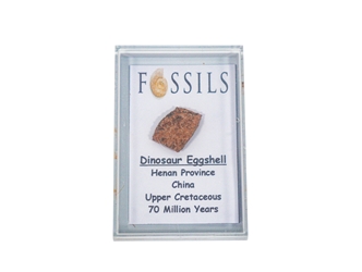 Fossil Dinosaur Eggshell in a Case 