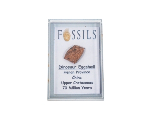 Fossil Dinosaur Eggshell in a Case 