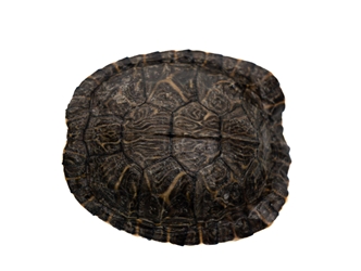 River Cooter Turtle Shell: 3" to 4" 