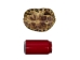 River Cooter Turtle Shell: 5" to 6" - 1077-0506 (Y3K)