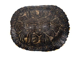 River Cooter Turtle Shell: 5" to 6" 