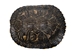 River Cooter Turtle Shell: 5" to 6" - 1077-0506 (Y3K)