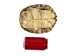 River Cooter Turtle Shell: 7" to 8" - 1077-0708 (Y3K)
