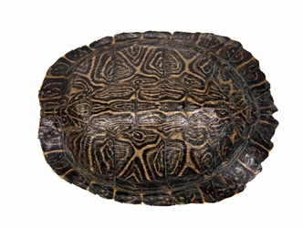River Cooter Turtle Shell: 7" to 8" 