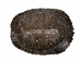 River Cooter Turtle Shell: 7" to 8" - 1077-0708 (Y3K)