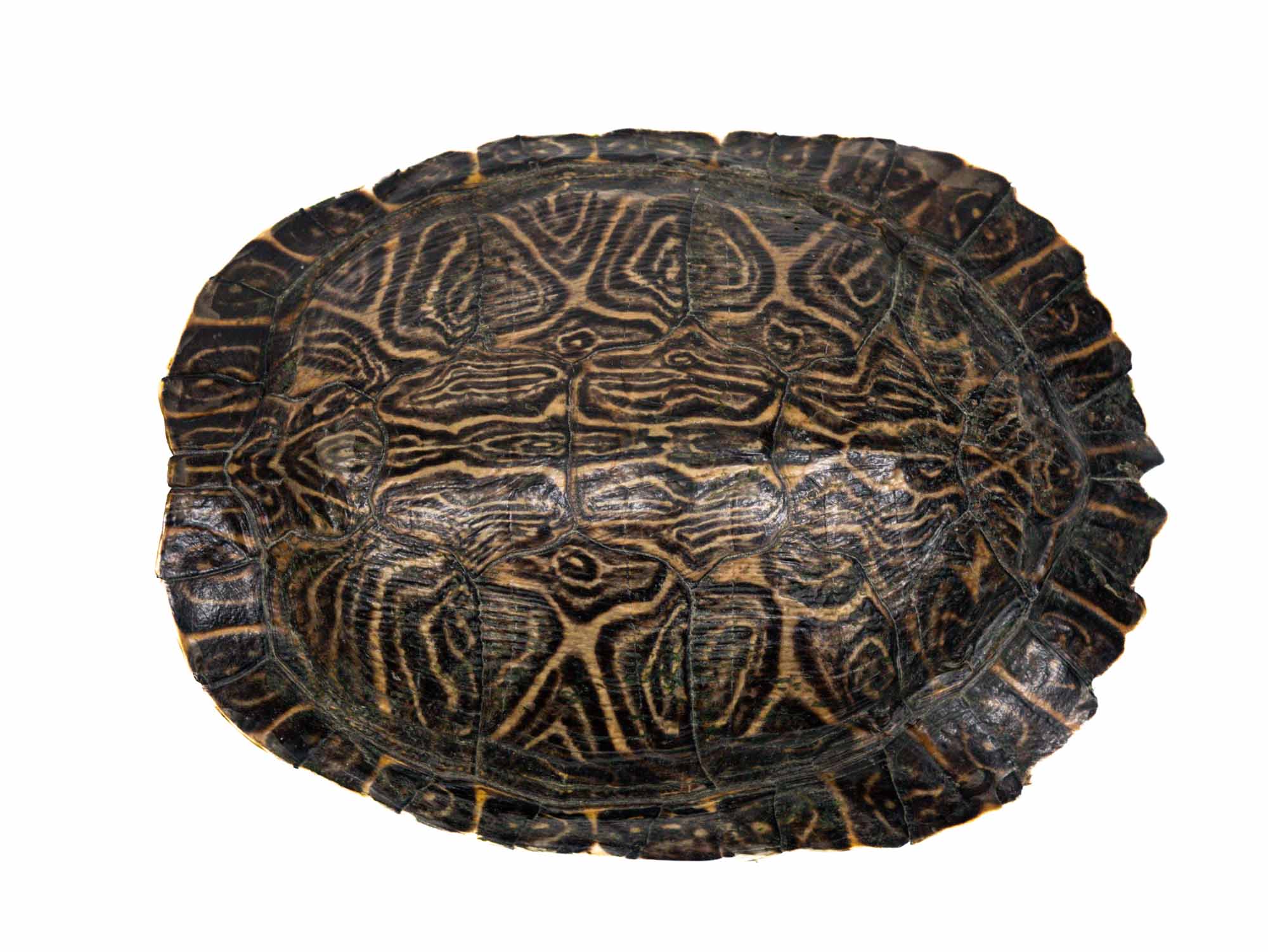 River Cooter Turtle Shell: 7 to 8