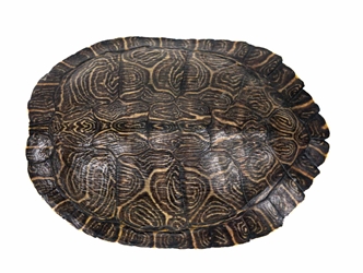 River Cooter Turtle Shell: 8" to 9" 