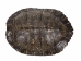 River Cooter Turtle Shell: 8" to 9" - 1077-0809 (Y3K)