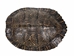 River Cooter Turtle Shell: 8" to 9" - 1077-0809