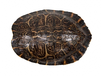 River Cooter Turtle Shell: 9" to 10" 