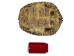 River Cooter Turtle Shell: 10" to 11" - 1077-1011 (Y3JRR)