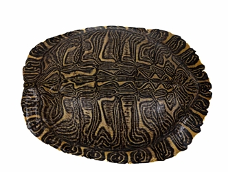 River Cooter Turtle Shell: 10" to 11" 