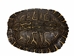 River Cooter Turtle Shell: 10" to 11" - 1077-1011