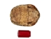 River Cooter Turtle Shell: 11" to 12" - 1077-1112 (Y3K)