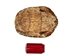River Cooter Turtle Shell: 11" to 12" - 1077-1112 (10UBS)
