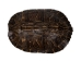 River Cooter Turtle Shell: 11" to 12" - 1077-1112 (Y3K)