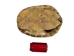 River Cooter Turtle Shell: 12" to 13" - 1077-1213 (10UBS)