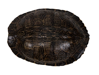 River Cooter Turtle Shell: 12" to 13" 