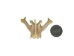 Coyote Vertebra: Assorted Shapes and Sizes - 1116-42 (Y2DC01)