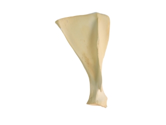 Deer Shoulder Blade: Small 