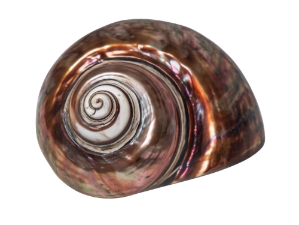 Dyed Copper Polished Turbo Imperialis: Large 