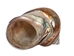 Dyed Copper Polished Turbo Imperialis: Medium - 1143-P-CP-M (L31)