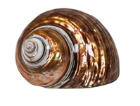 Dyed Copper Polished Turbo Imperialis: Medium 