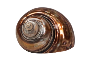 Dyed Copper Polished Turbo Imperialis: Small 