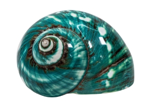 Polished Green Turbo Imperialis: Large 