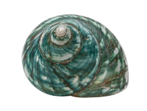 Polished Green Turbo Imperialis: Medium 