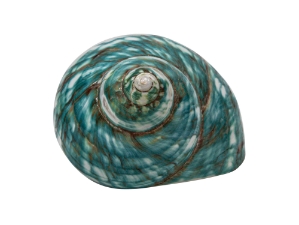 Polished Green Turbo Imperialis: Small 