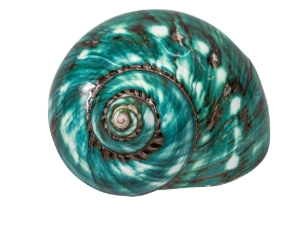 Polished Green Turbo Imperialis: Extra Large 