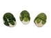 Tagua Nut Carving: Green Sea Turtle - 1153-C641 (Y1ERF)