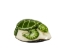 Tagua Nut Carving: Green Sea Turtle - 1153-C641 (Y1ERF)