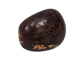 Tagua Nut: Polished 