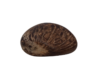 Tagua Nut: Raw 