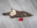 Raccoon Skin: Trading Post (#1) Grade: 24"+ - 126-1-L (Y2LWR)