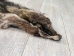 Raccoon Skin: Trading Post (#1) Grade: 24"+ - 126-1-L (Y2LWR)