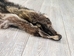 Raccoon Skin: Trading Post (#1) Grade: 24"+ - 126-1-L (Z)