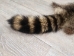 Raccoon Skin: Trading Post (#1) Grade: 24"+ - 126-1-L (Y2LWR)