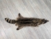 Raccoon Skin: Trading Post (#1) Grade: 24"+ - 126-1-L (Y2LWR)