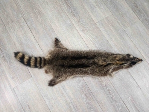 Raccoon Skin: Trading Post (#1) Grade: 24"+ 