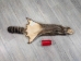 Raccoon Skin: Trading Post (#1) Grade: 22" to 23" - 126-1-M (Y1KWR)