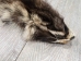 Raccoon Skin: Trading Post (#1) Grade: 22" to 23" - 126-1-M (Y1KWR)